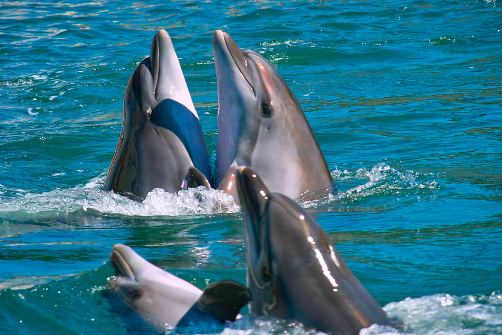 Танец дельфинов